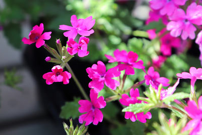 Close-up of pink flowering plants