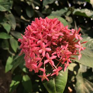 Close-up of pink flowers