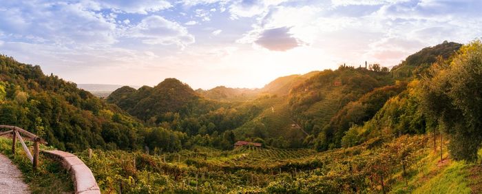 Landscape of prosecco vineyards near collagu on the valdobbiadene conegliano hills at sunset.