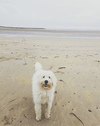 Portrait of dog on beach against sky