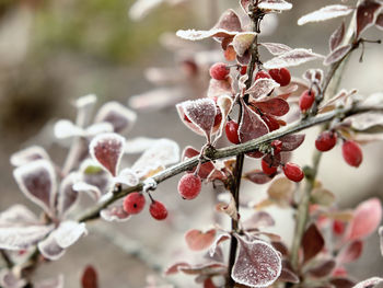 Close-up of berries on tree during winter