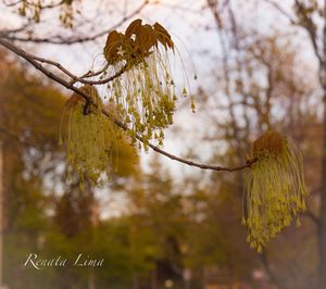 Close-up of flower tree