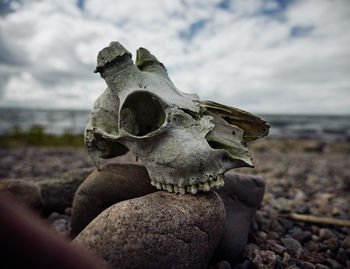 Close-up of animal skull on rock at beach against sky