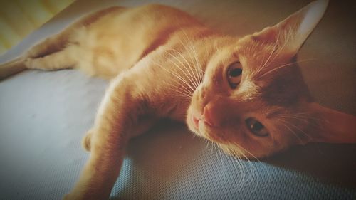 Close-up portrait of a cat