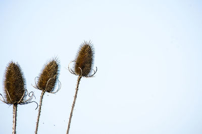 Low angle view of thistle against clear sky