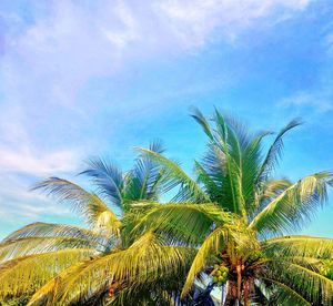 Palm trees against blue sky