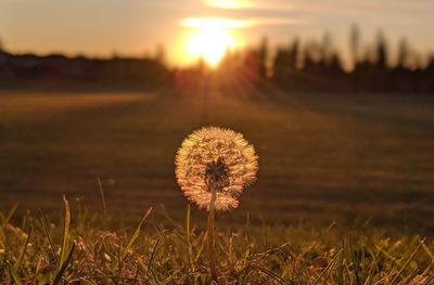 Close-up of dandelion on field during sunset