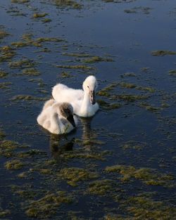 Swan floating on lake