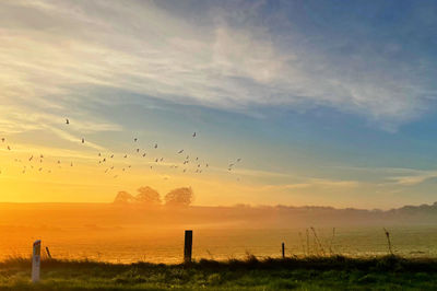 Flock of birds flying in the sky