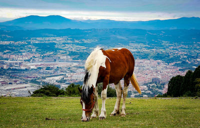 View of a horse on field