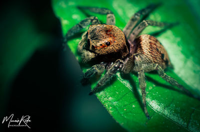 Close-up of spider