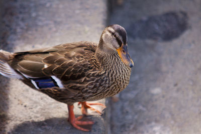 Close-up of bird perching on wall