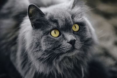 Close-up portrait of cat