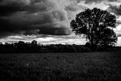 Tree on field against sky