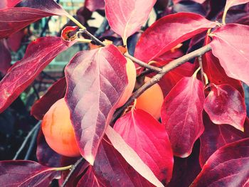 Close-up of red leaves