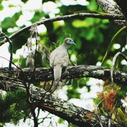 Low angle view of bird perching on branch