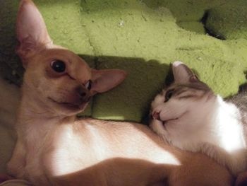 Close-up portrait of cats relaxing