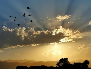 Silhouette geese flying over landscape during sunset