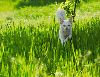 Cat running on grassy field
