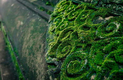 Close-up of fresh green plant