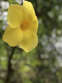 Close-up of yellow rose flower