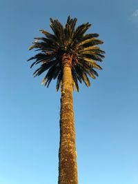 Low angle view of coconut palm tree against clear blue sky