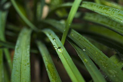 Full frame shot of green plants