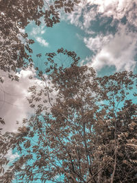 Low angle view of trees against sky