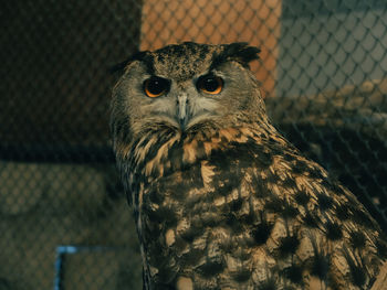 Close-up portrait of owl in zoo