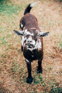 Close-up of giraffe standing on field