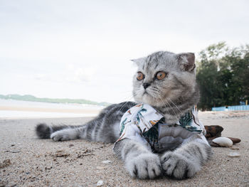 Cat sitting on a land