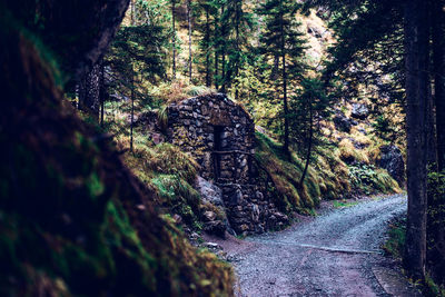 Footpath amidst trees and buildings