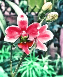 Close-up of red flowers