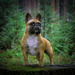 Portrait of a dog looking away