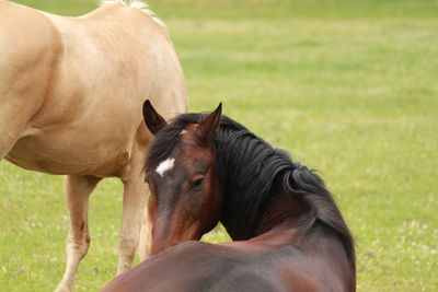 Horse standing on field