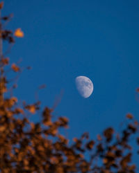 Low angle view of moon in sky at night