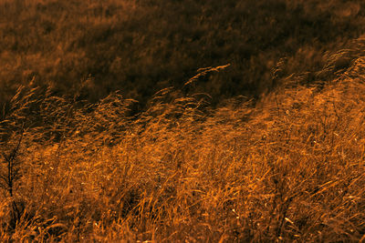 Close-up of plants on field