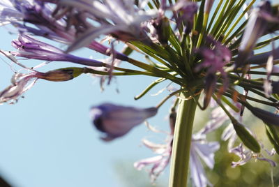 Close-up of flowers against blurred background