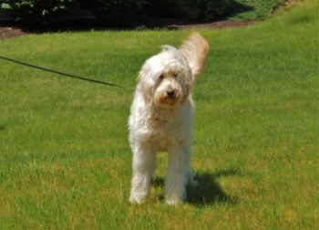 Dog on grassy field