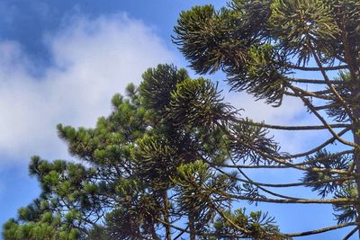 Low angle view of trees against sky