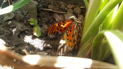 High angle view of butterfly on plant