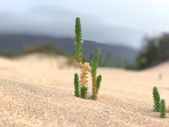 Close-up of plant on land