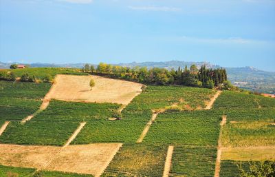 Scenic view of agricultural field against sky