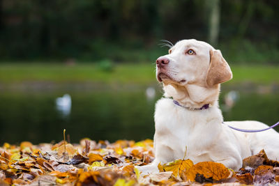 Close-up of dog sitting on autumn leaves at park