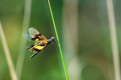 Close-up of butterfly on leaf