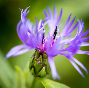 Close-up of bee pollinating on purple flower