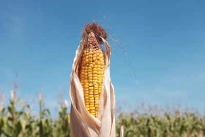 Close-up of corn in farm against clear blue sky on sunny day