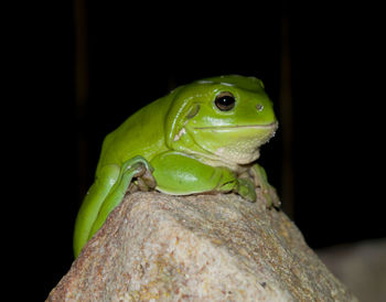 Close-up of green lizard