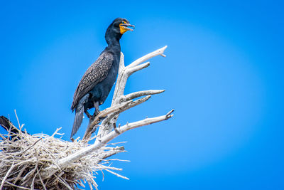 Low angle view of bird perching on branch against clear blue sky