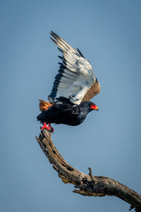 Low angle view of bird flying against clear sky